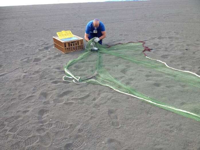 Captura de palomas en la playa de Melenara (Foto TA)